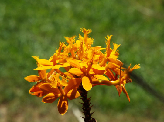 Santa Barbara Orchid Estate-圣巴巴拉必去景点