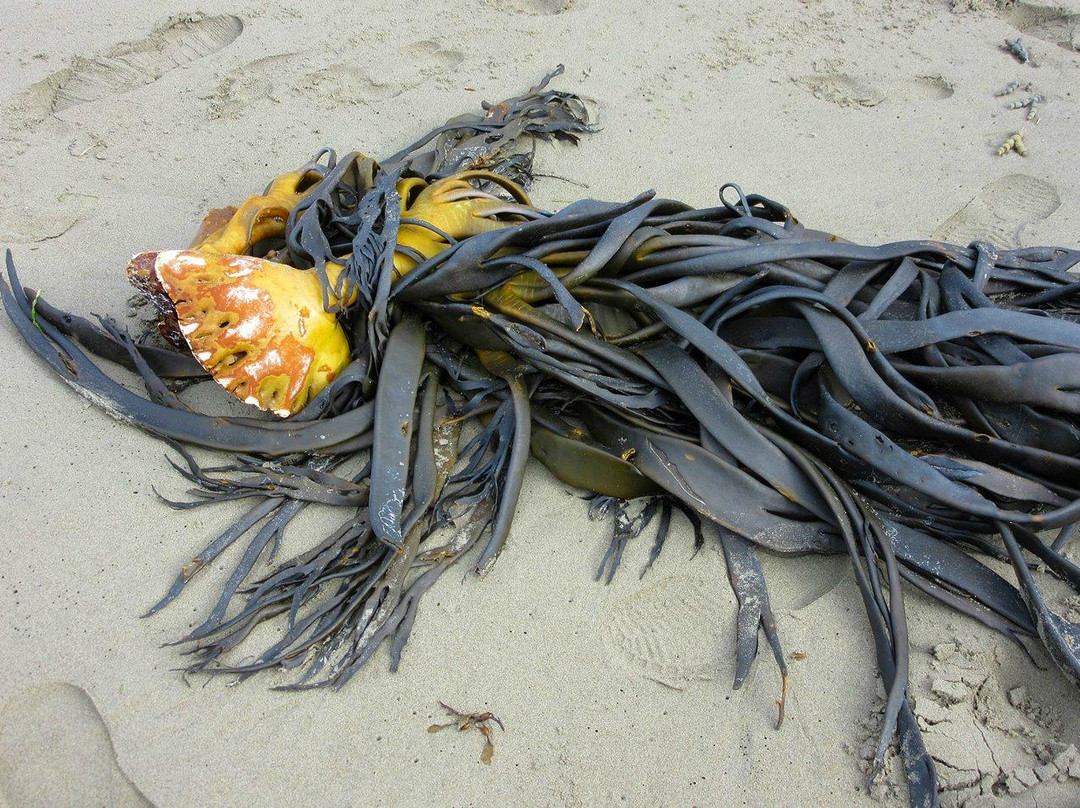 Waimairi Beach-基督城必去景点