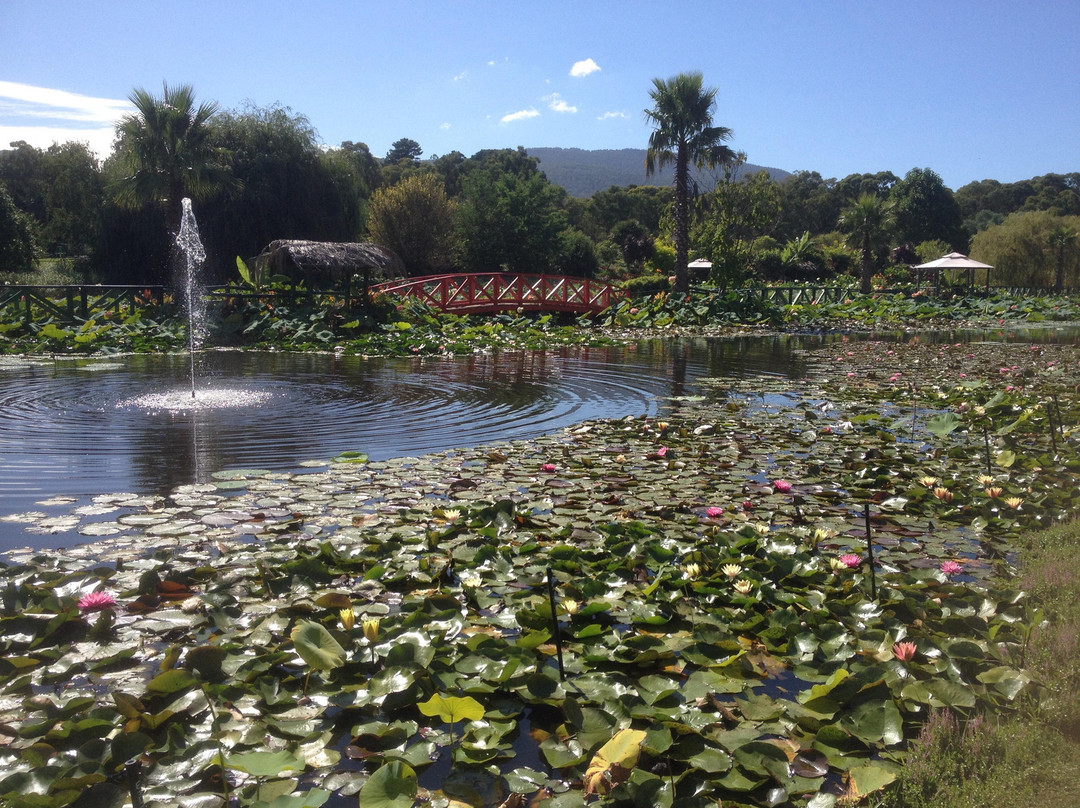 Blue Lotus Water Garden景点图片