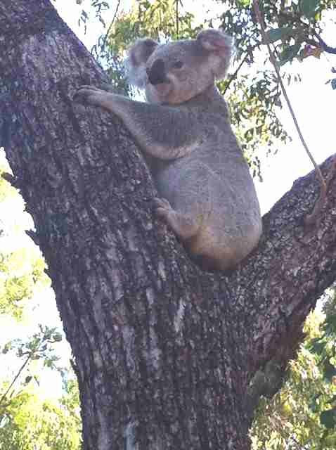 Magnetic Island Country Club-Picnic Bay必去景点