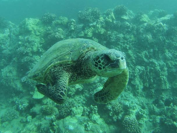 Maui Kayak Adventures-基黑必去景点