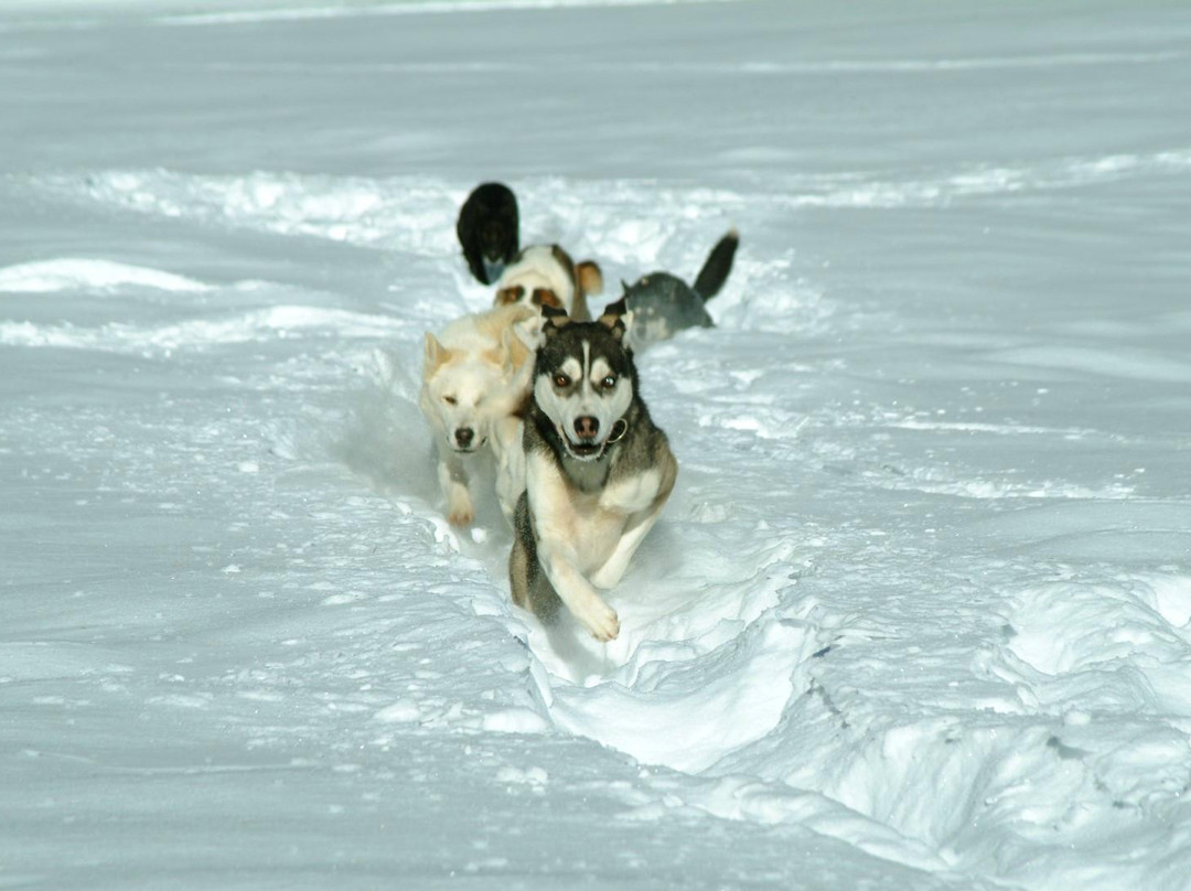 Athabaska Dogsledding - Scuola di Sleddog景点图片