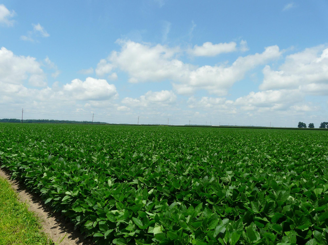 Louisiana State Cotton Museum景点图片