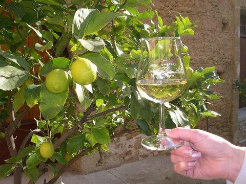 Mas du Clos de l'Escarrat  Wine Tasting Tours景点图片