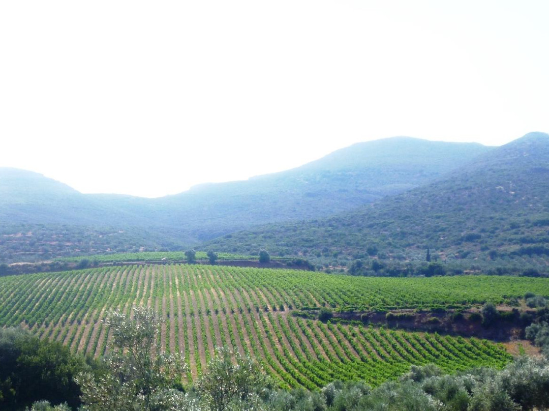 Monemvasia Winery Tsimbidi景点图片