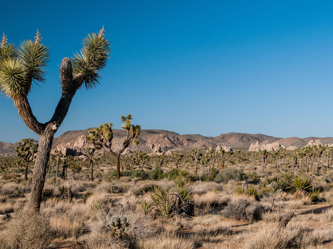 Cap Rock Trail-约书亚树国家公园必去景点