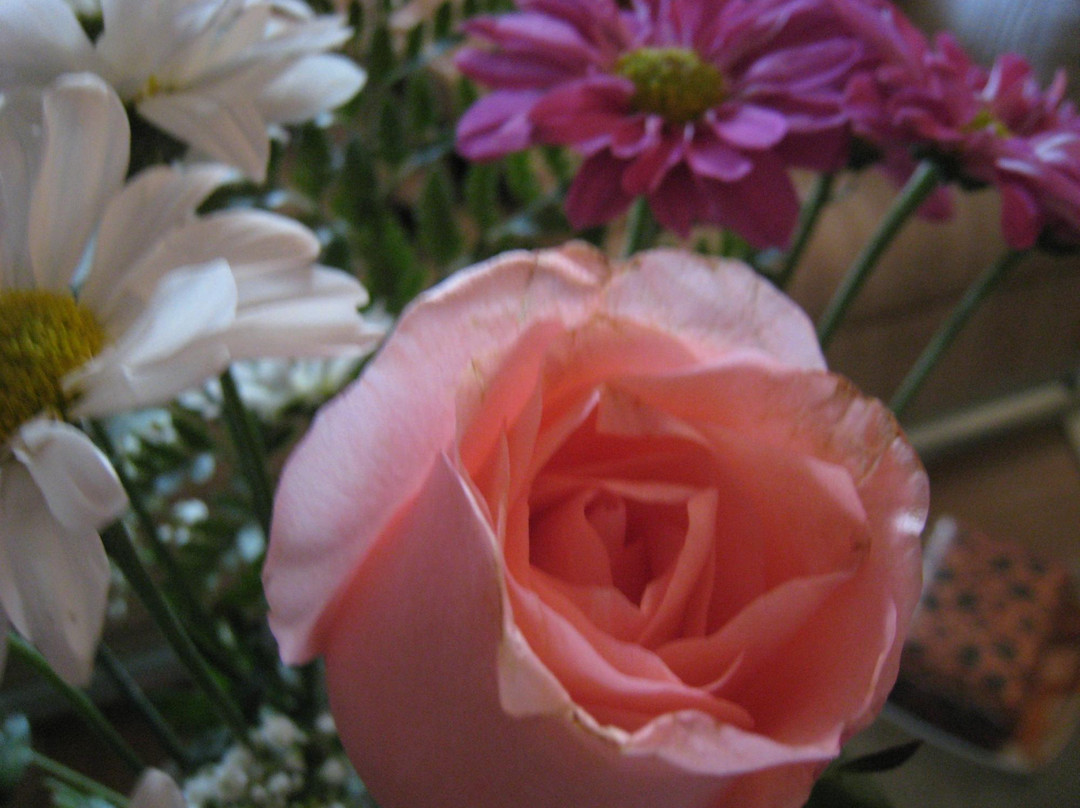 The Peanut Shop-萨拉索塔必去景点