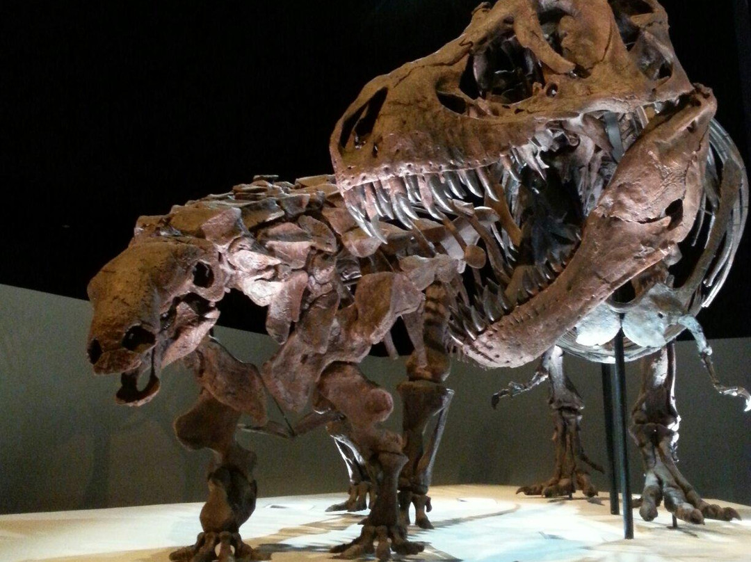 Houston Museum of Natural Science at Sugar Land-舒格兰必去景点