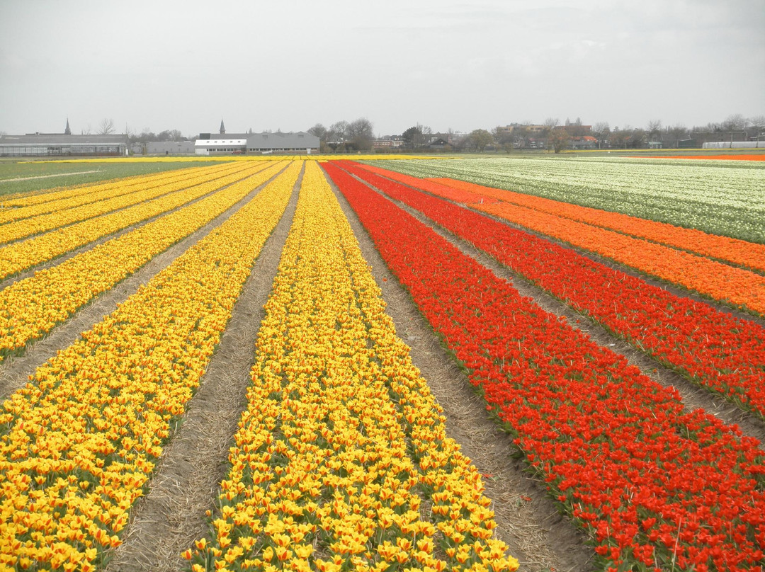 Holland Personal Tour Guide-阿姆斯特丹必去景点