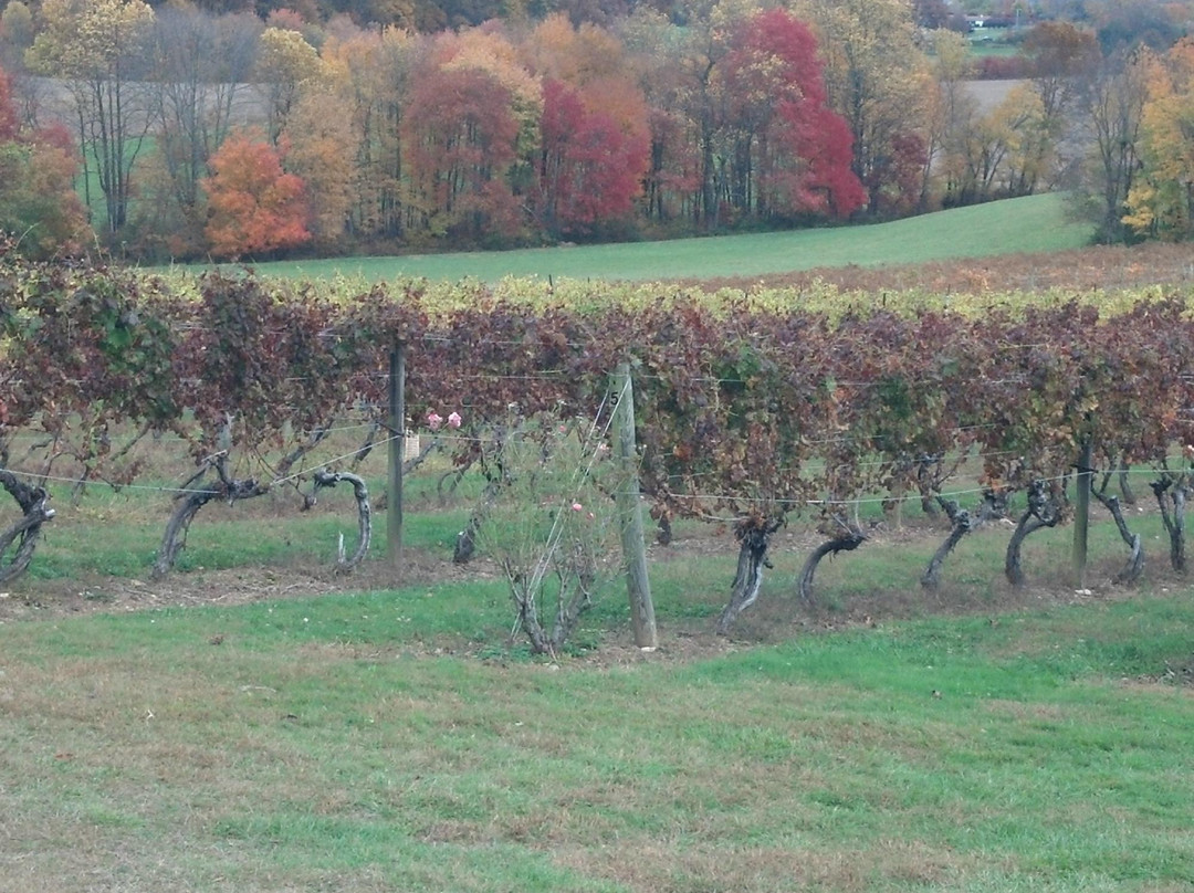 Vino 301 Wine Concierge - Tours-Bowie必去景点