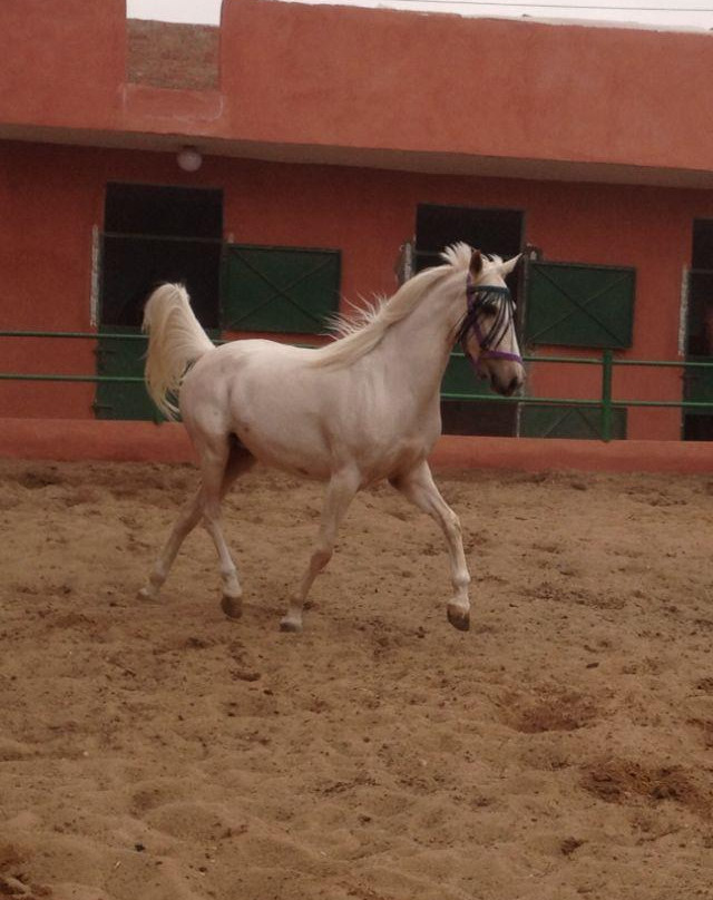 Kfb Stables, Abu Sir Pyramids-Abu Sir必去景点