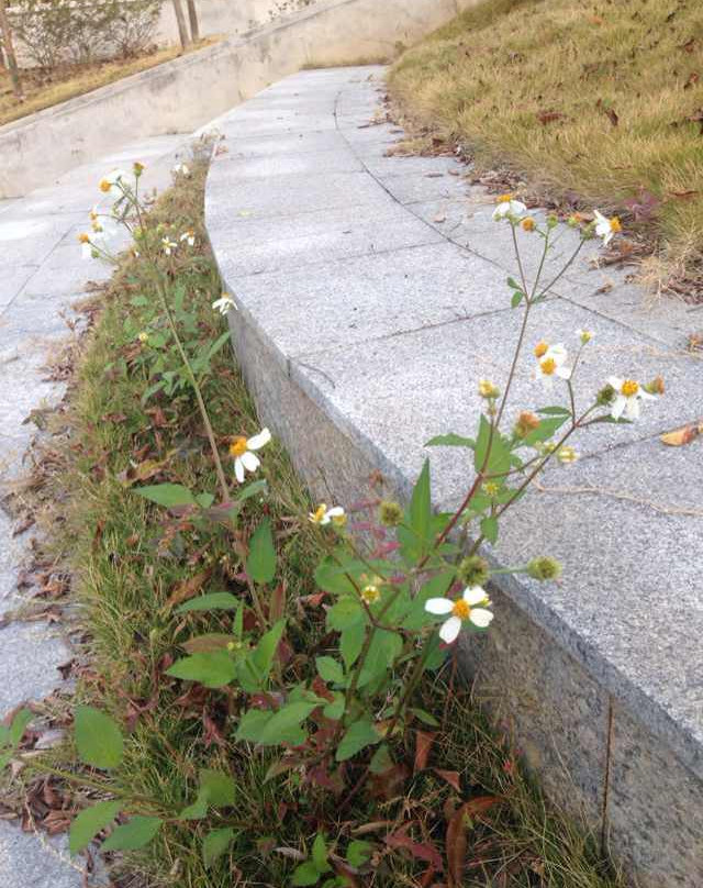 黄旗山-东莞市必去景点