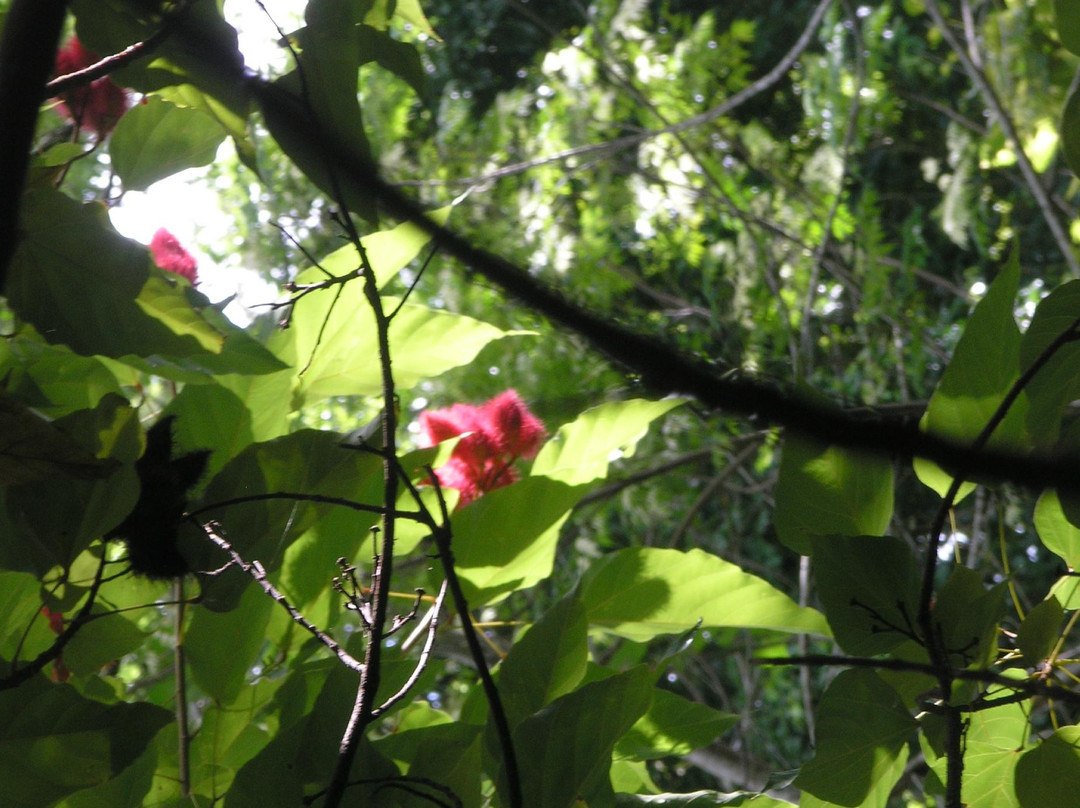 Jessamine Eden Botanic Garden-St. George's必去景点