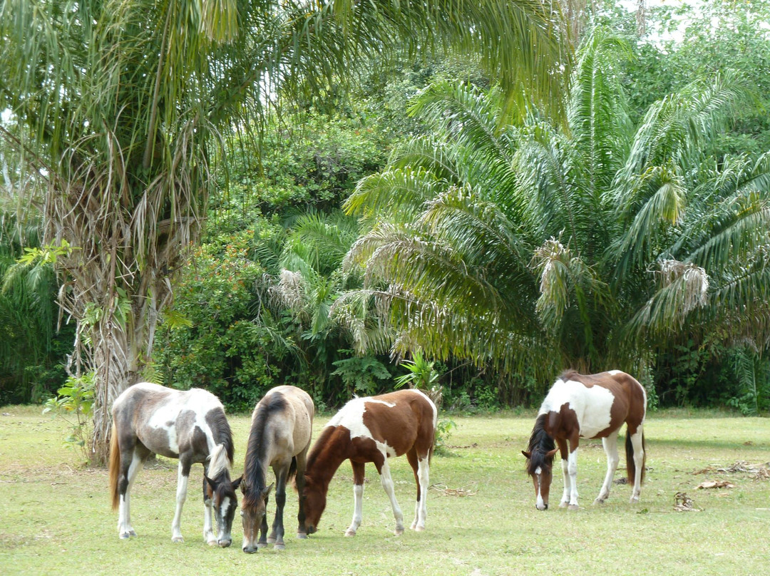 El Chocolatal Golf Eco Resort-Rurrenabaque必去景点