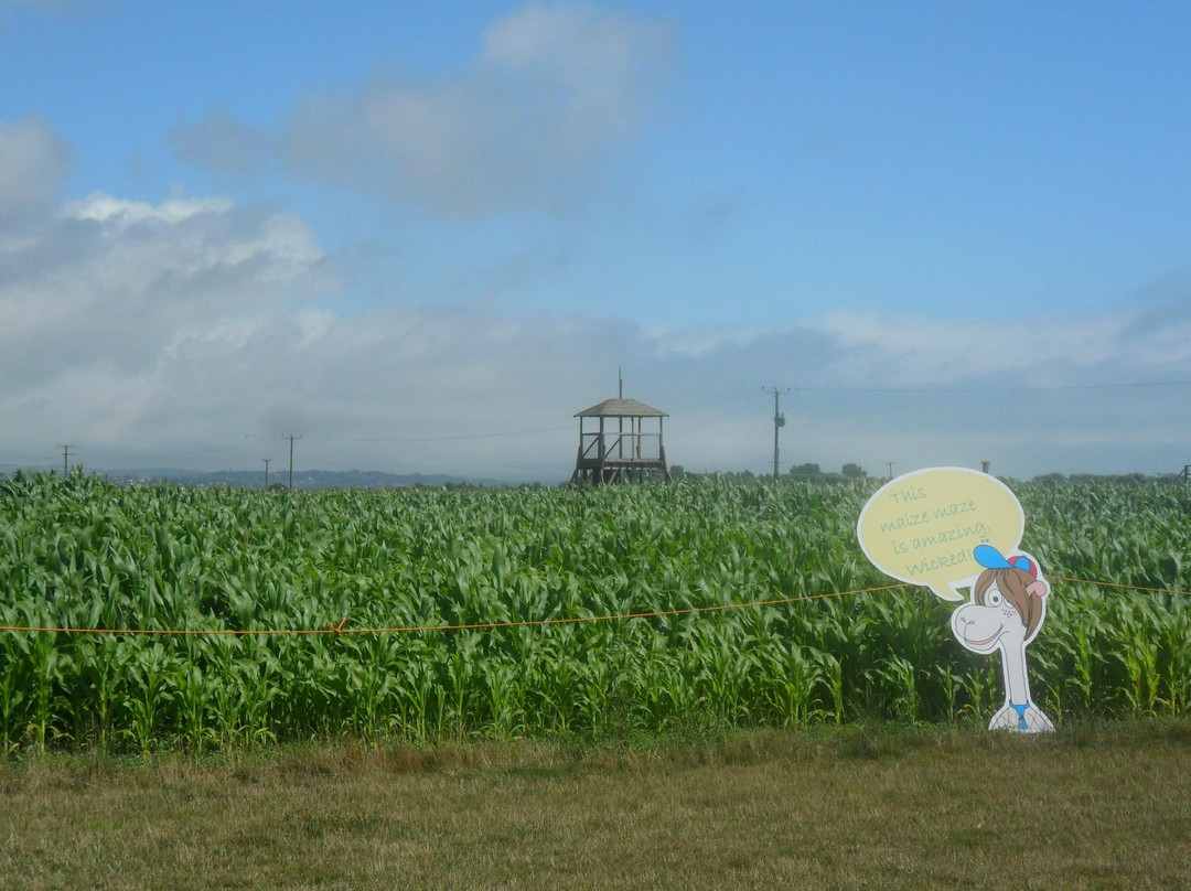 Mini Moos Maize Maze and Funyard景点图片