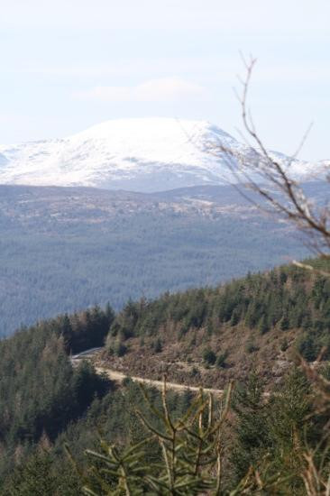 Coed y Brenin Forest Park景点图片