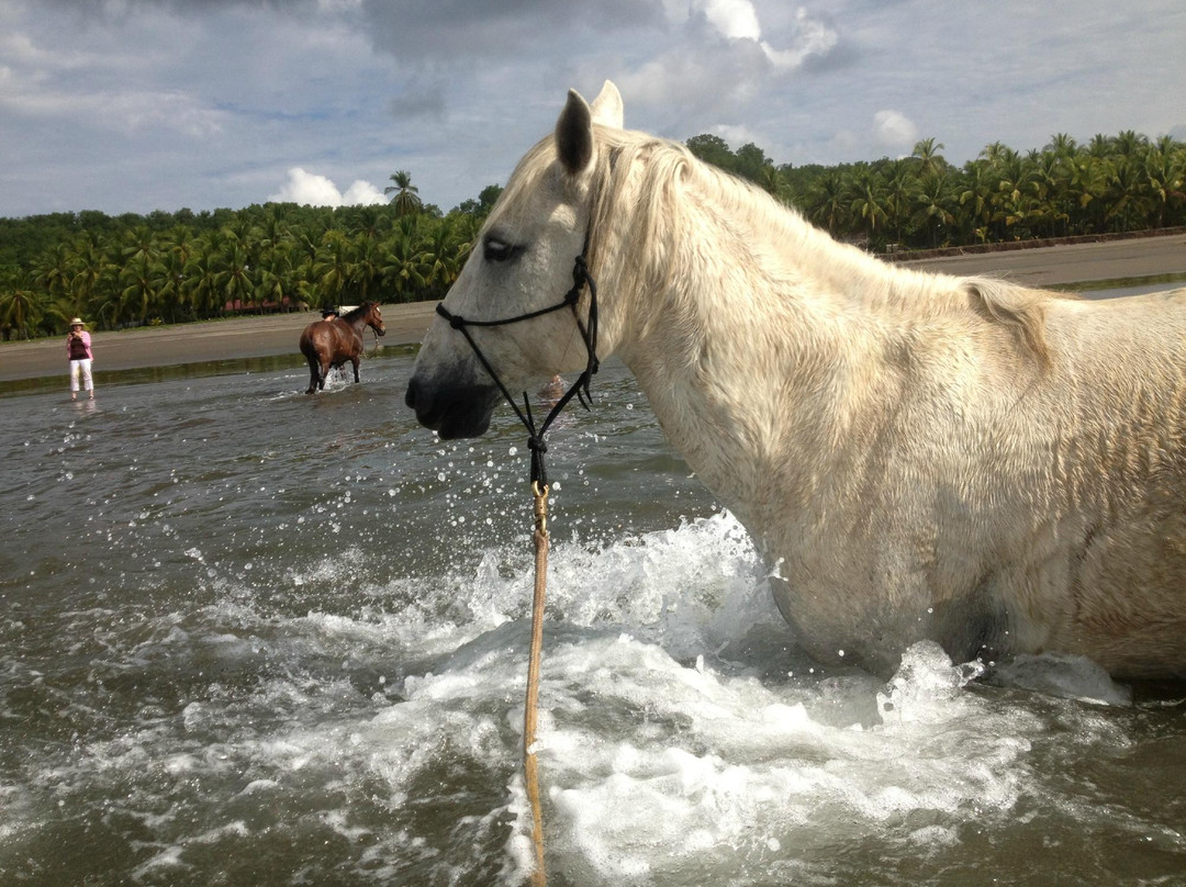 Barking Horse Farm景点图片