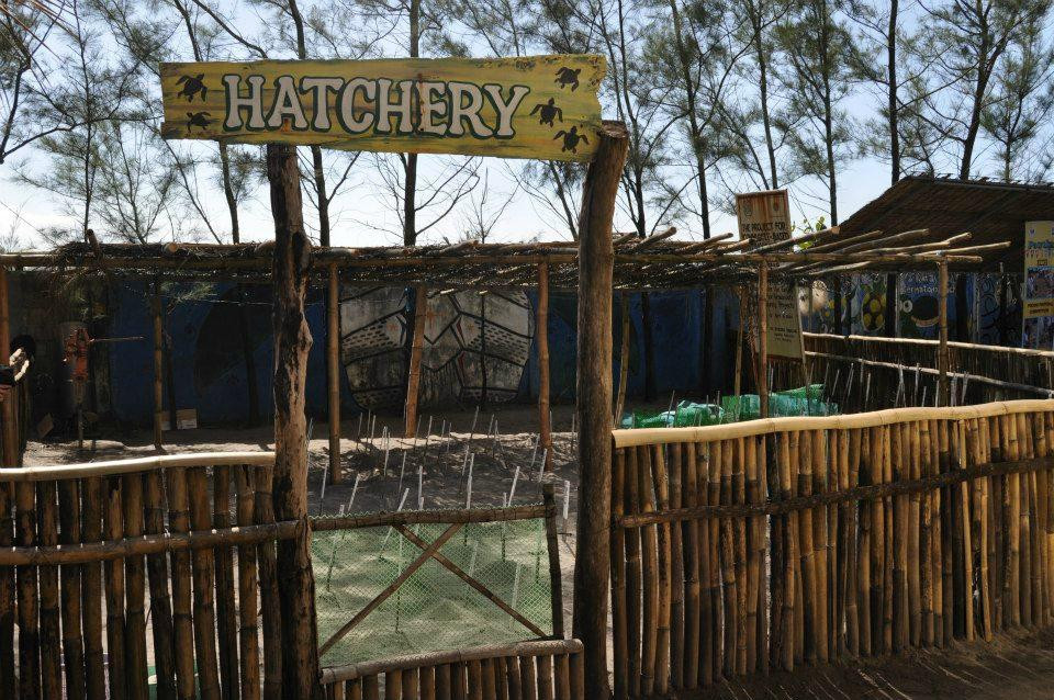 Pawikan Conservation Center-莫龙必去景点