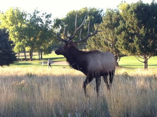Mariana Butte Golf Course-拉夫兰必去景点