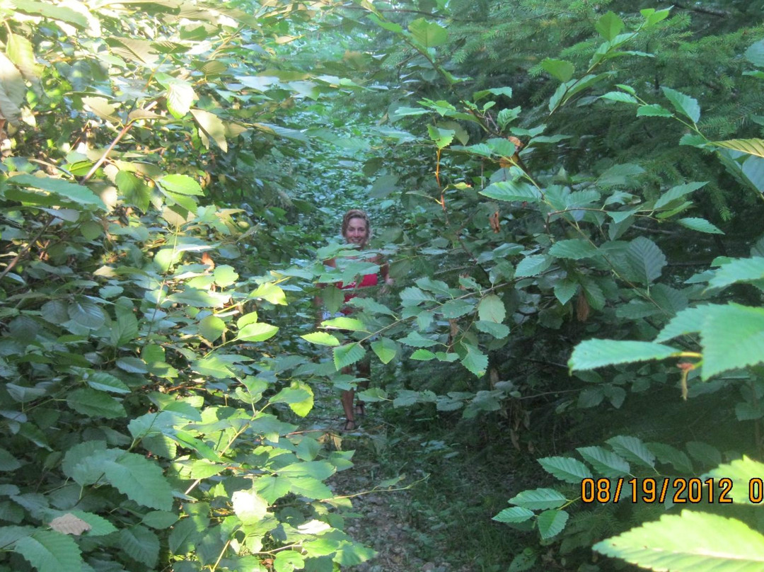 Malahat View Guesthouse主图