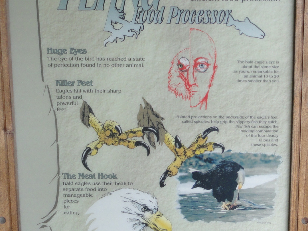 Chilkoot River-海恩斯必去景点