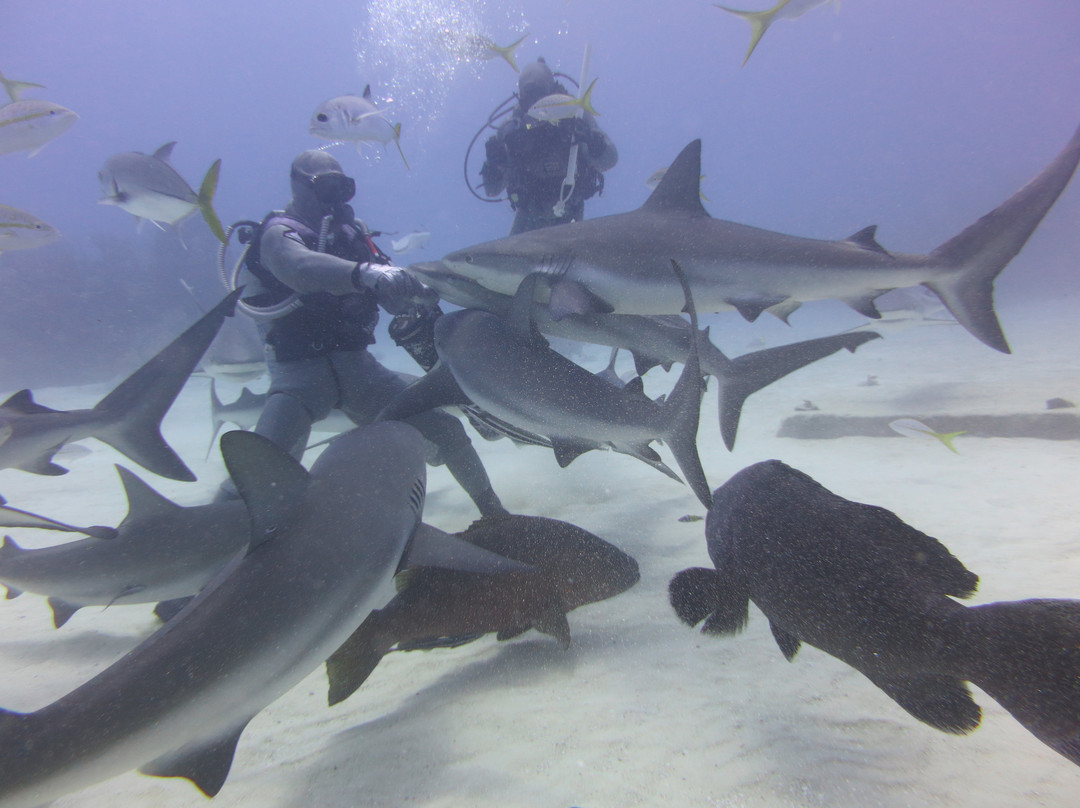 海豚表演-弗里波特必去景点