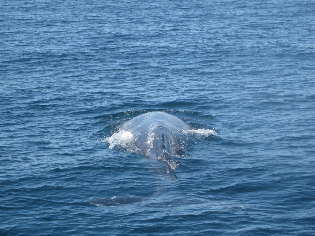 Whale Watching At H&m Landing-奥克斯纳德必去景点