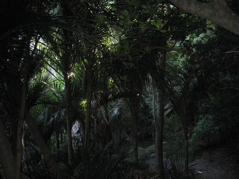 Whale Bay-Matapouri必去景点