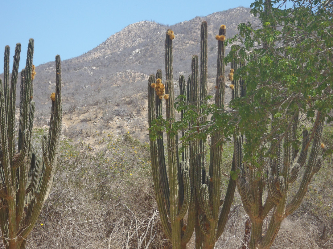 Cactus Tours-卡波圣卢卡斯必去景点