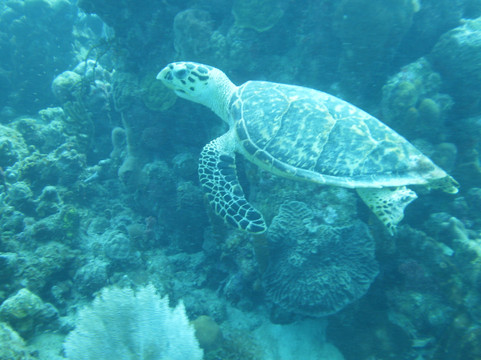 Low Key Watersports-克鲁兹湾必去景点