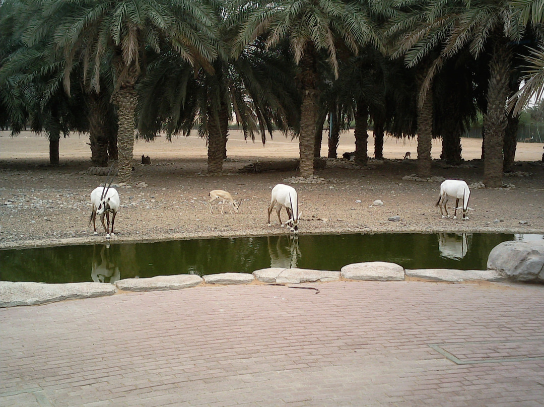 Arabian Wildlife Center景点图片
