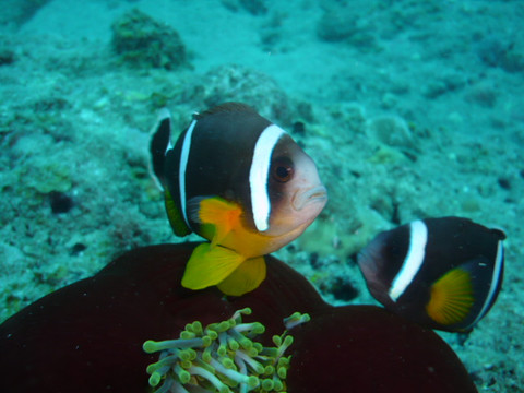 SeaUrchin Diving Center-弗力克昂弗雷克必去景点