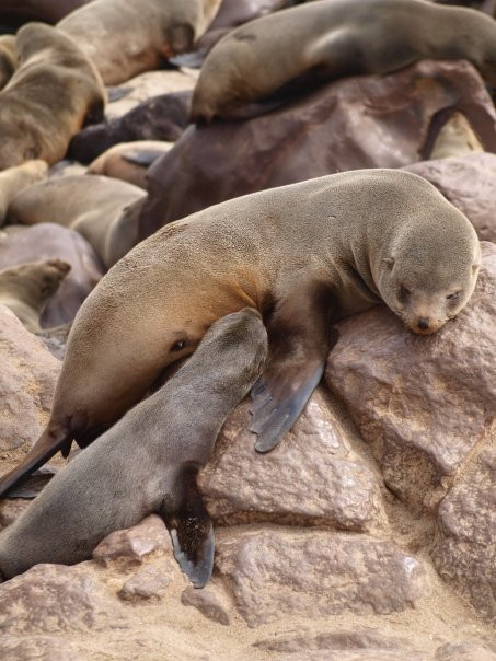 Cape Cross-Erongo Region必去景点