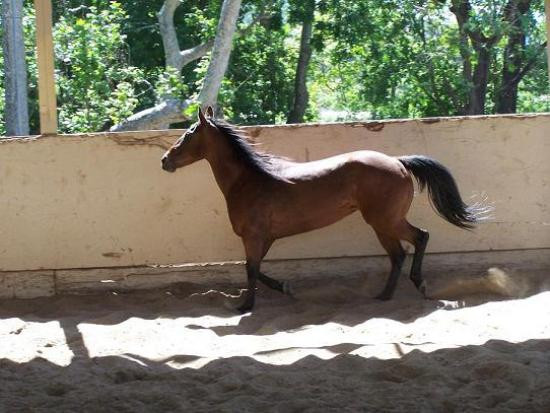 Sea Horse Ranch-半月湾必去景点