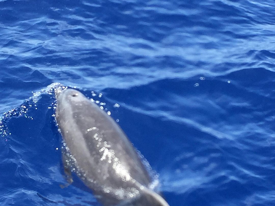 Aloha Blue Charters-玛阿拉也亚必去景点