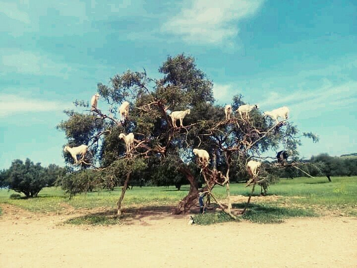 Morocco Soul Tours-瓦尔扎扎特必去景点