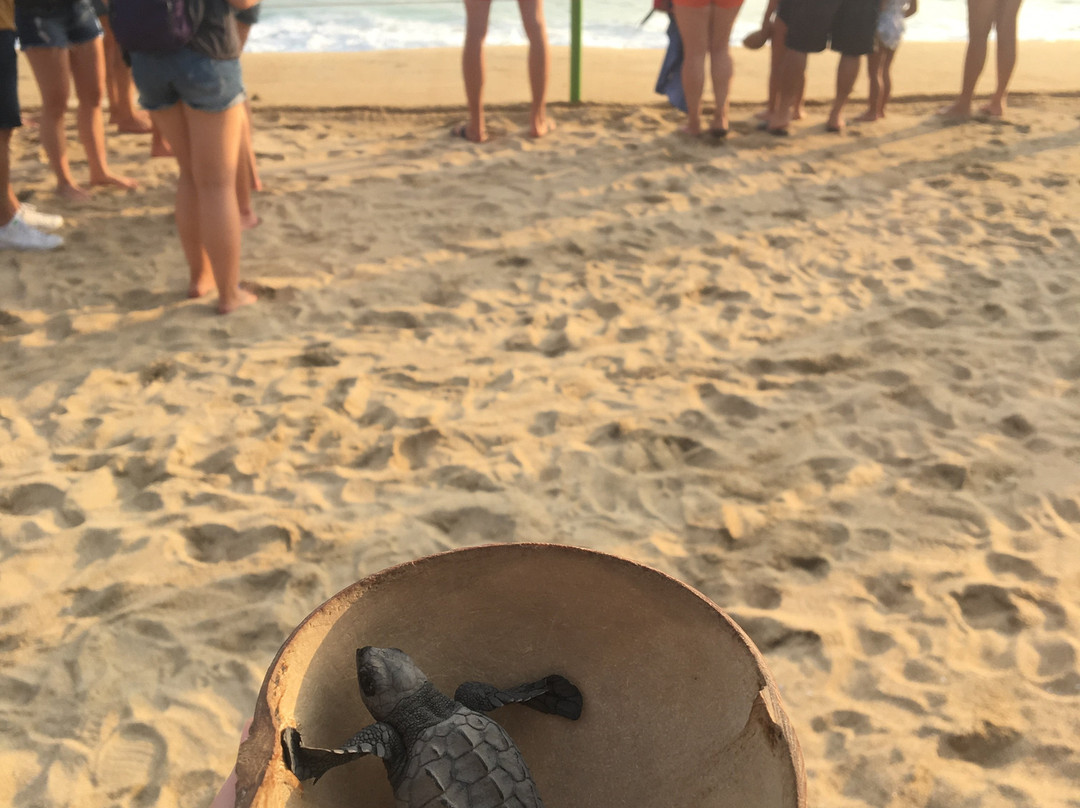 Spanish Surf La Punta-埃斯孔迪多港必去景点