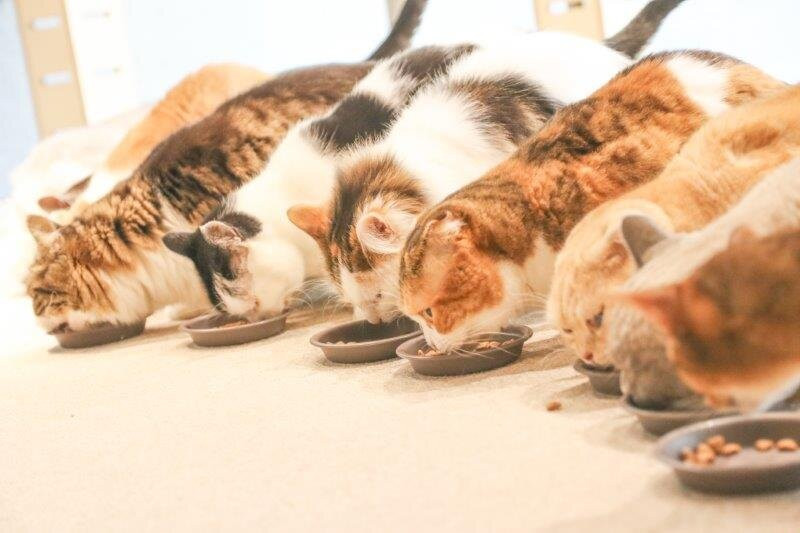 Cat Café MOFF イオンモール広島府中店