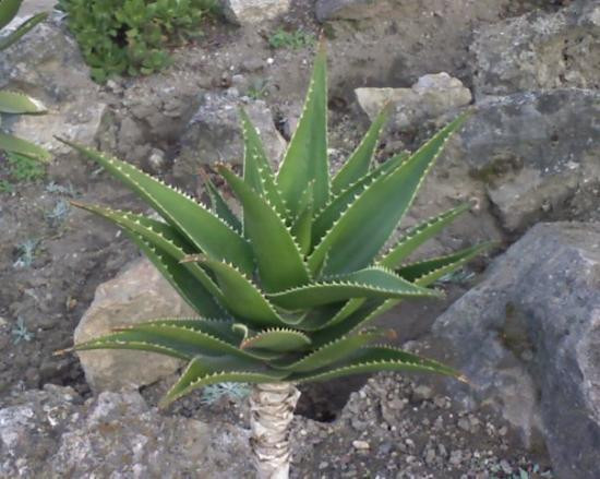 Botanischer Garten (Botanical Garden of the University of Vienna)-维也纳必去景点
