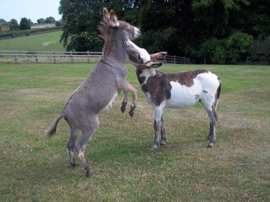 The Donkey Sanctuary-西德茅斯必去景点
