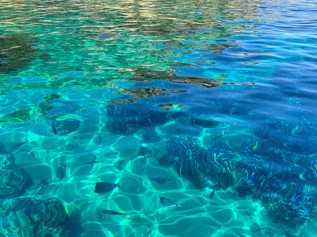 Nautica Sealand - Sin Rumbo Mallorca-Port d'Andratx必去景点