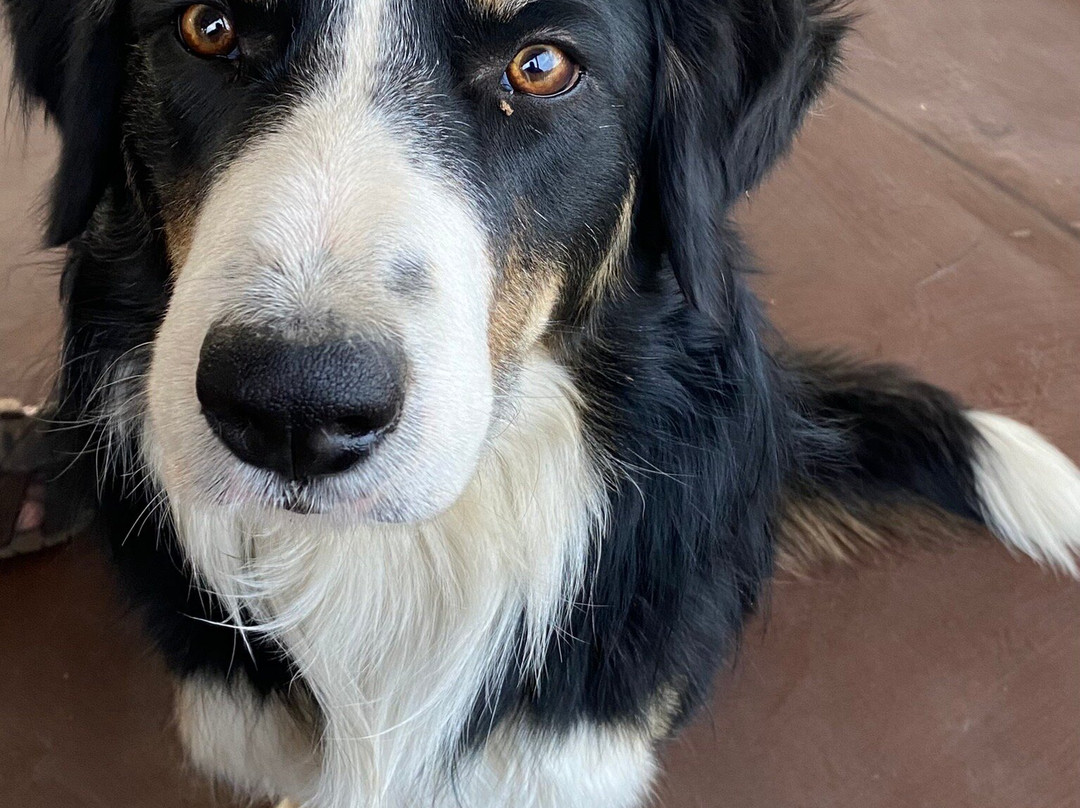 Sakkie Se Arkie-阿平顿必去景点