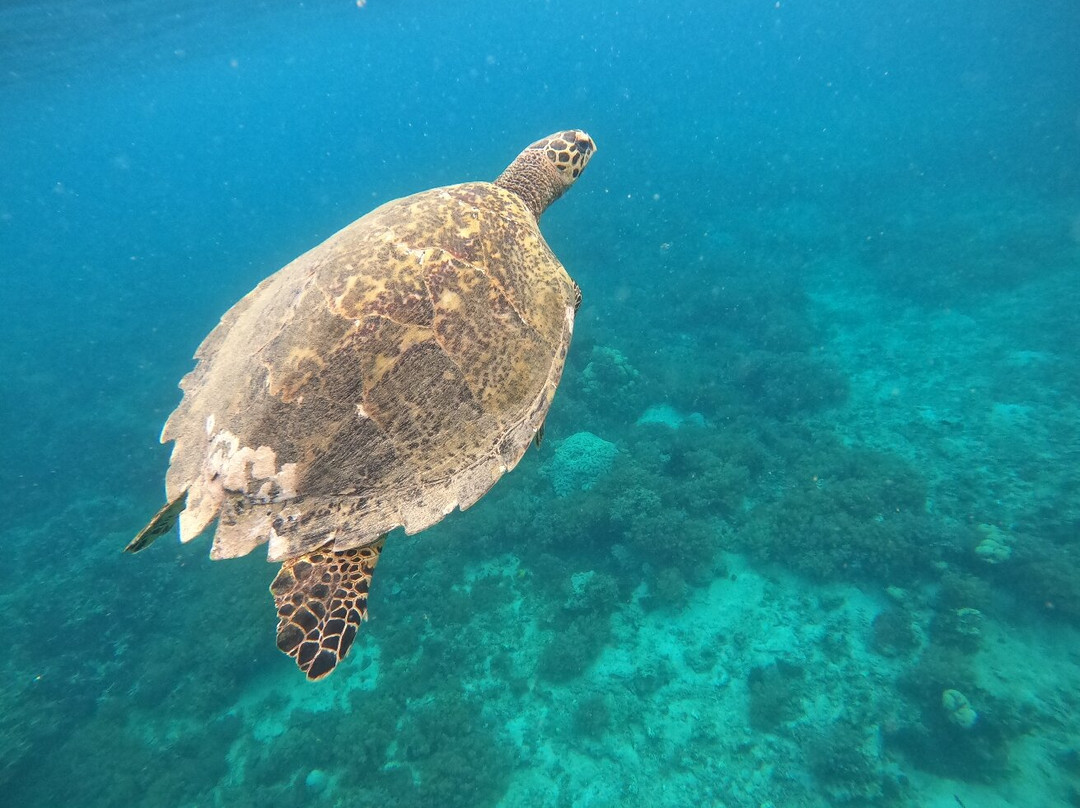 Kristal Garden主图