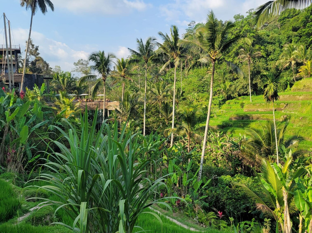 Bali Paradise Tours-登巴萨必去景点