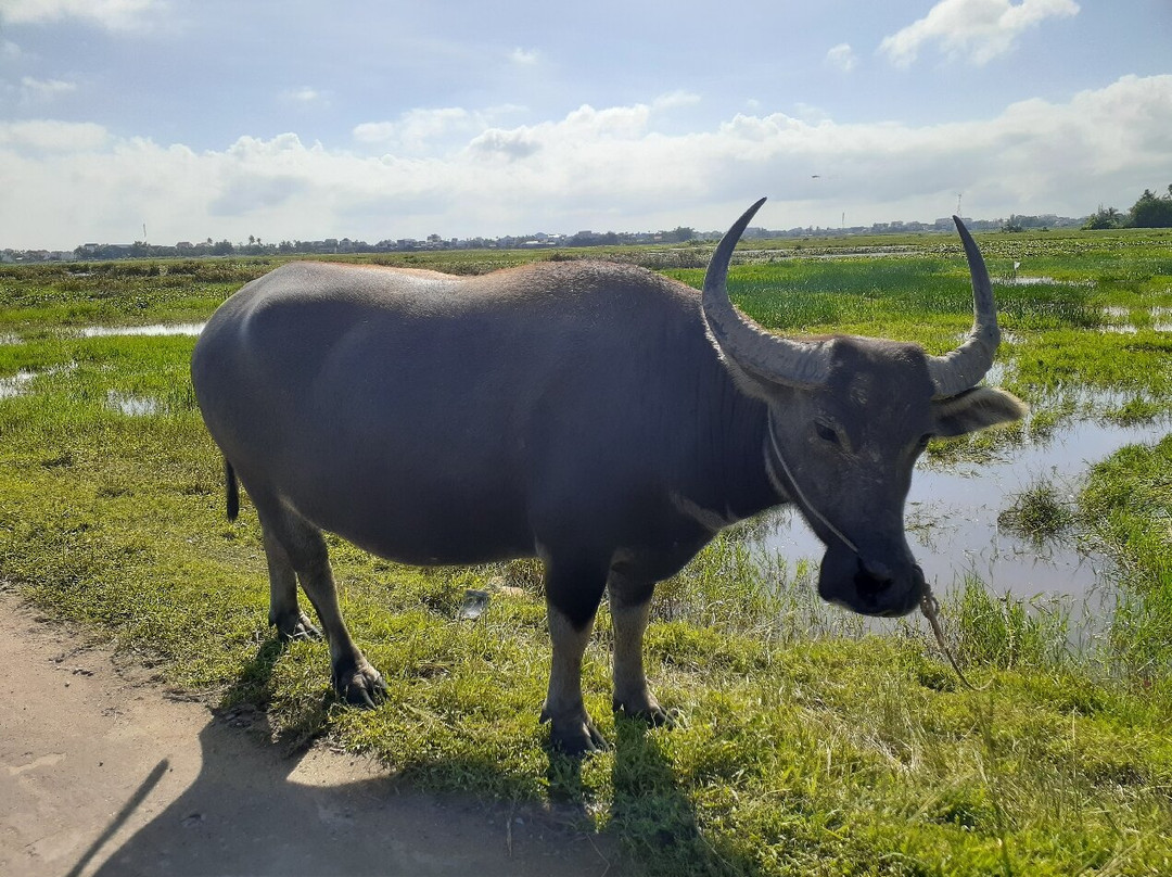 SUNRISE TOUR-会安必去景点