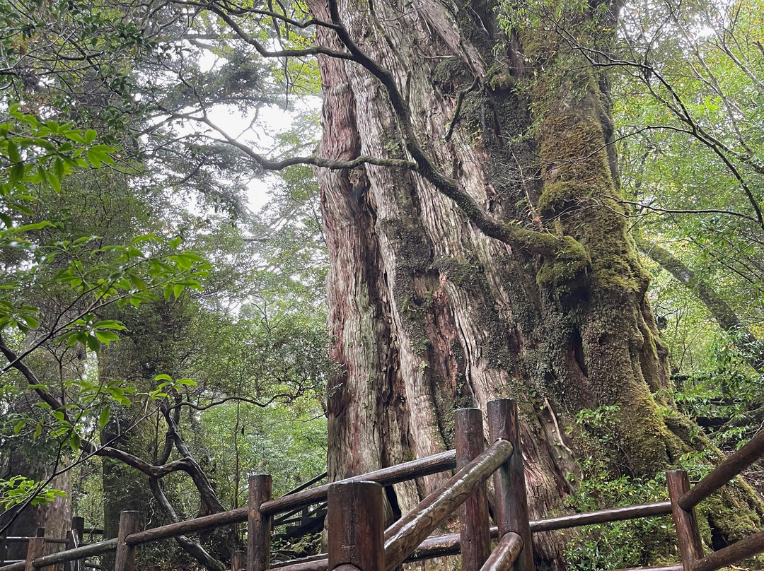 Kigensugi Cedar景点图片