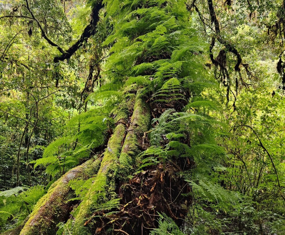 Nature Trails Ang Ka-宗通必去景点