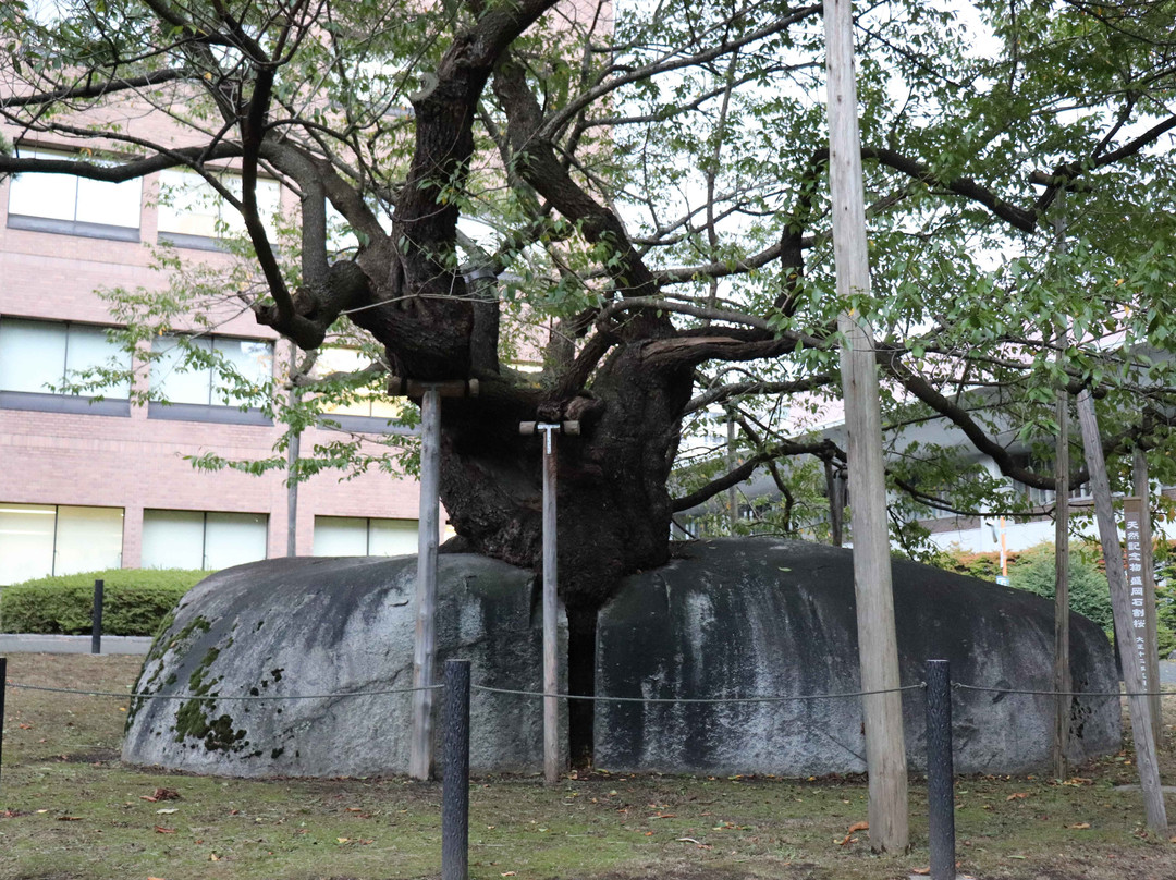 Rock-breaking Cherry Tree-盛冈市必去景点
