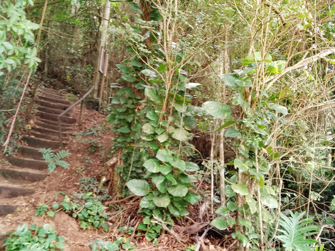 Bebel IlhaGrande-格兰德岛必去景点