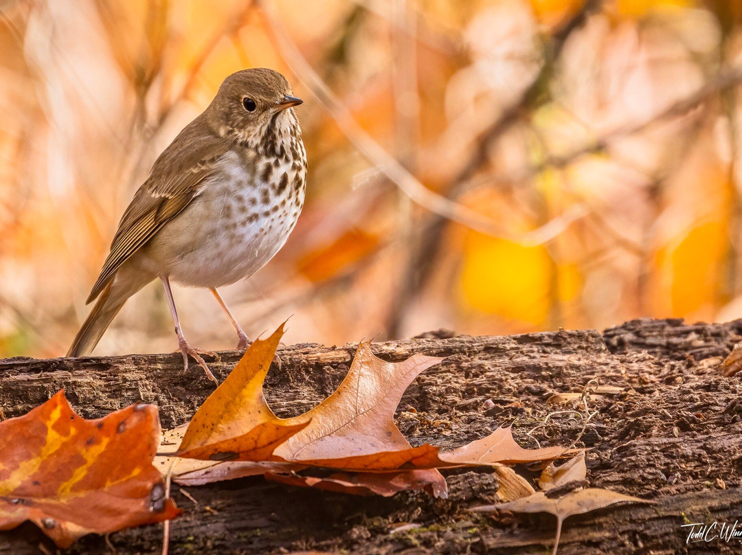 Norman Bird Sanctuary-米德尔敦必去景点